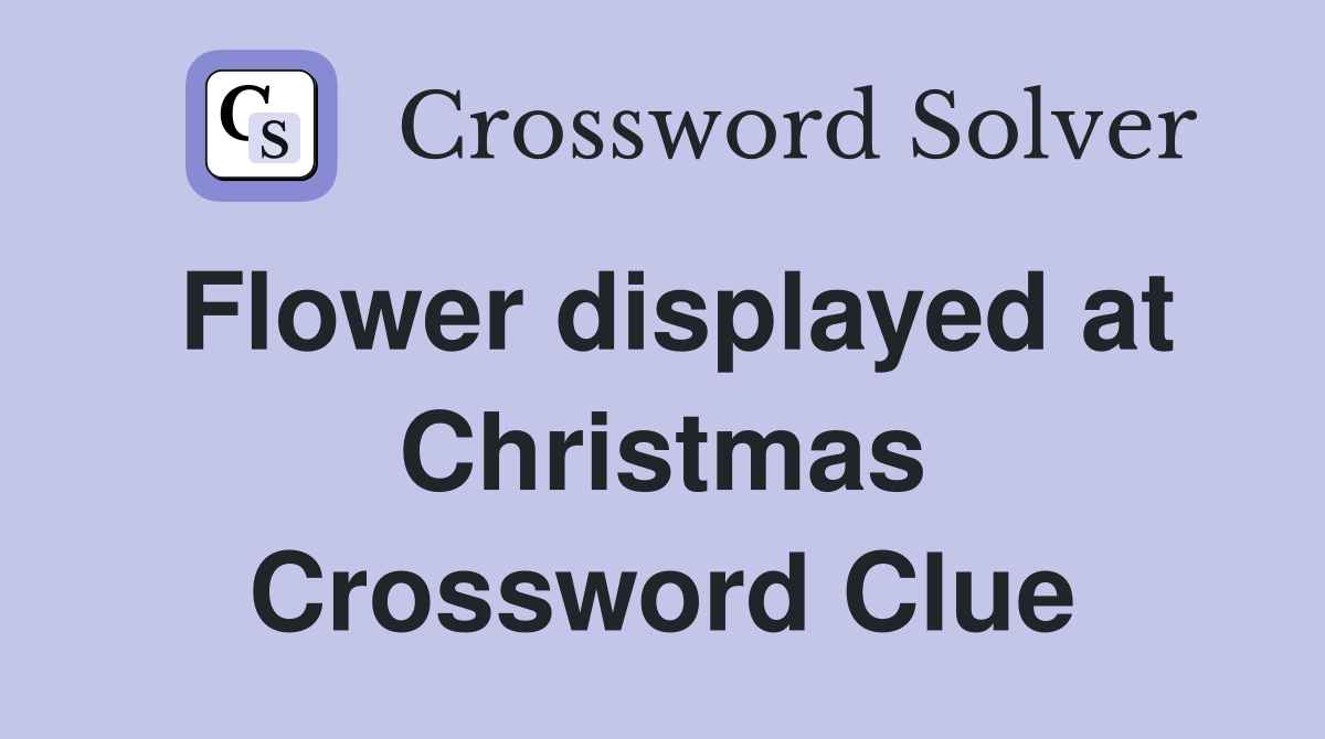 Flower displayed at Christmas Crossword Clue