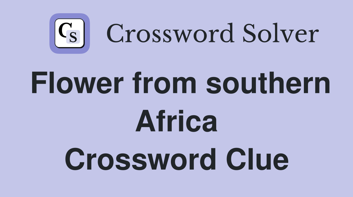 Flower from southern Africa Crossword Clue