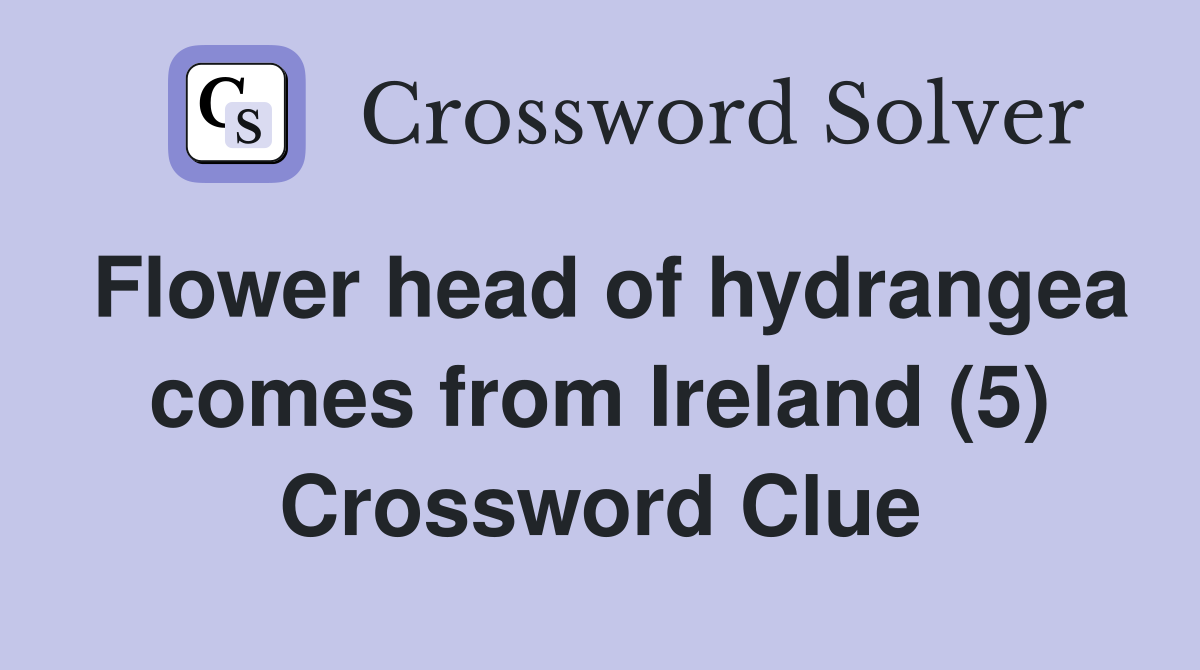 Flower head of hydrangea comes from Ireland (5) Crossword Clue