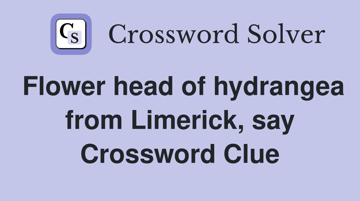 Flower head of hydrangea from Limerick, say Crossword Clue