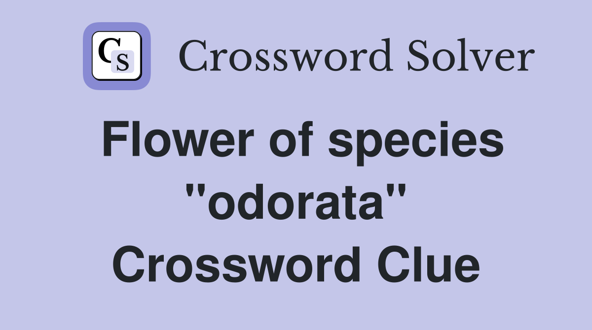 Flower of species ''odorata'' Crossword Clue