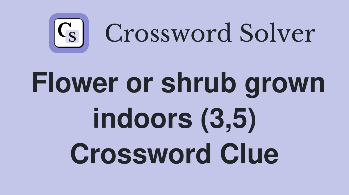 Flower or shrub grown indoors (3,5) Crossword Clue