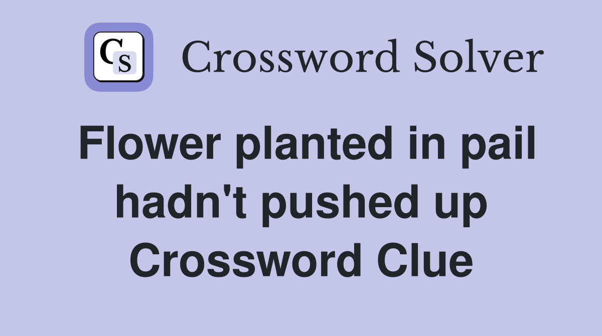 Flower planted in pail hadn't pushed up Crossword Clue