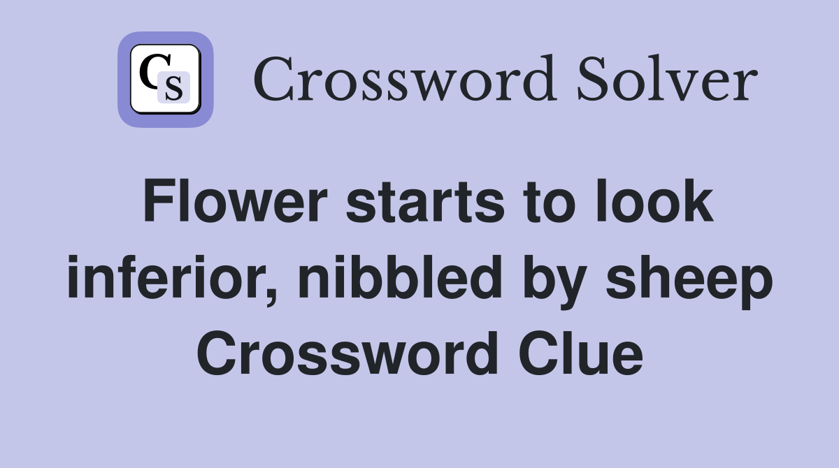 Flower starts to look inferior, nibbled by sheep Crossword Clue