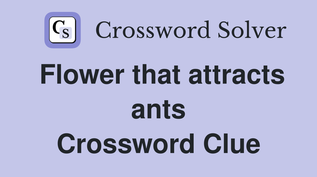 Flower that attracts ants Crossword Clue