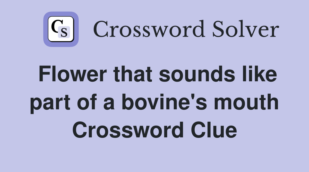 Flower that sounds like part of a bovine's mouth Crossword Clue