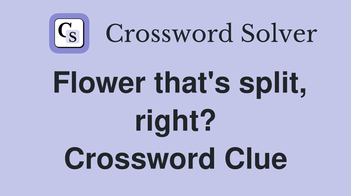 Flower that's split, right? Crossword Clue