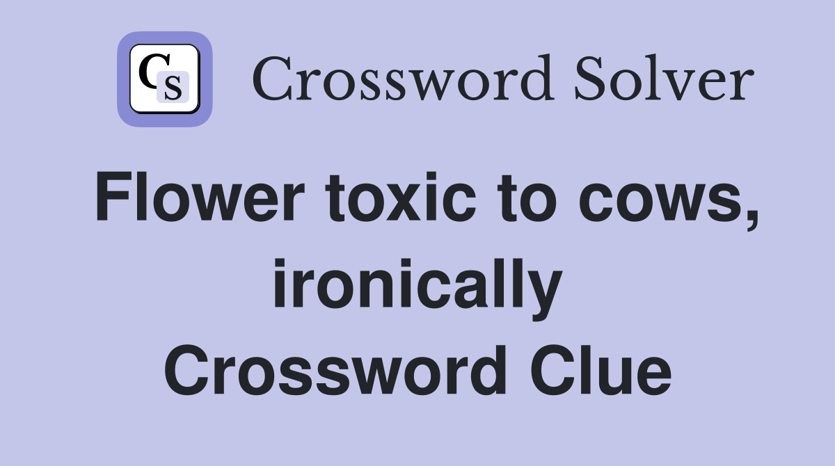Flower toxic to cows, ironically Crossword Clue
