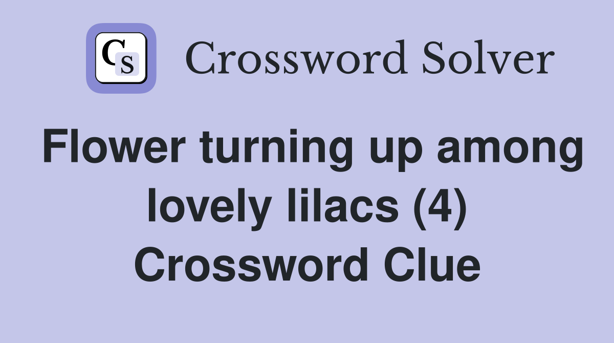 Flower turning up among lovely lilacs (4) Crossword Clue