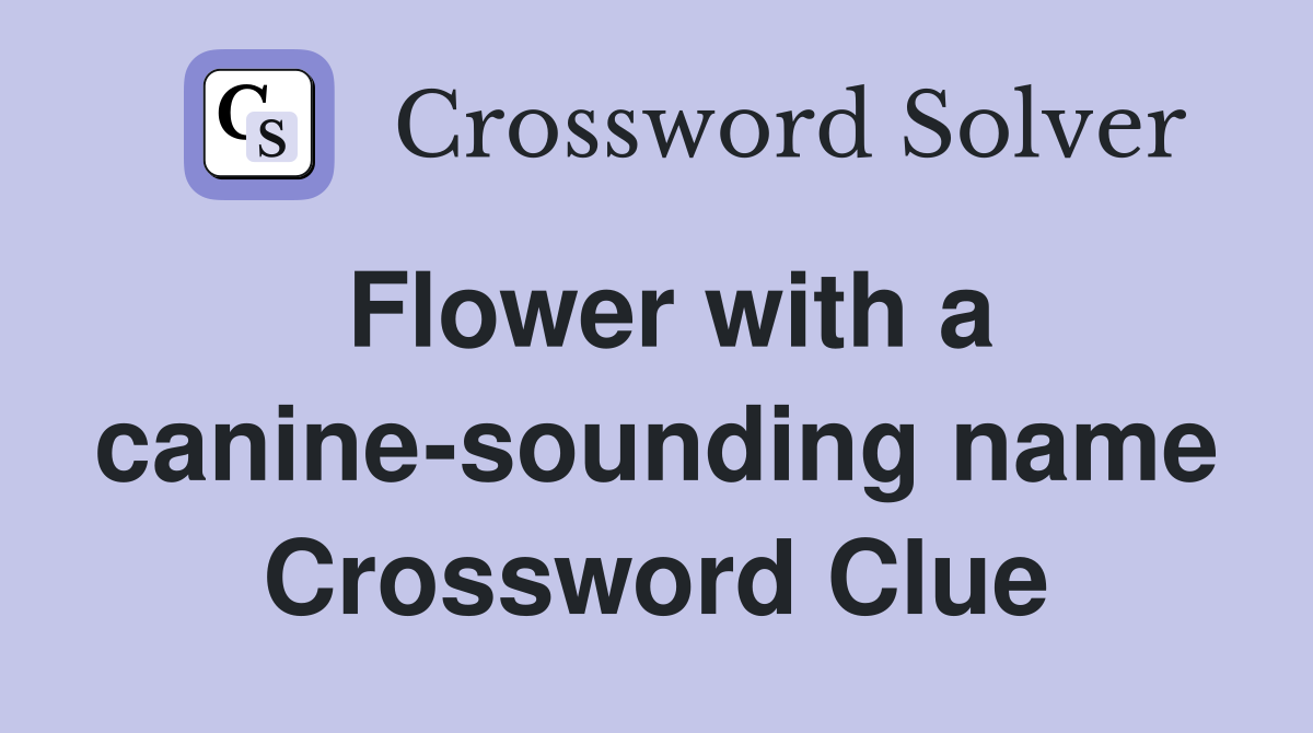Flower with a canine-sounding name Crossword Clue