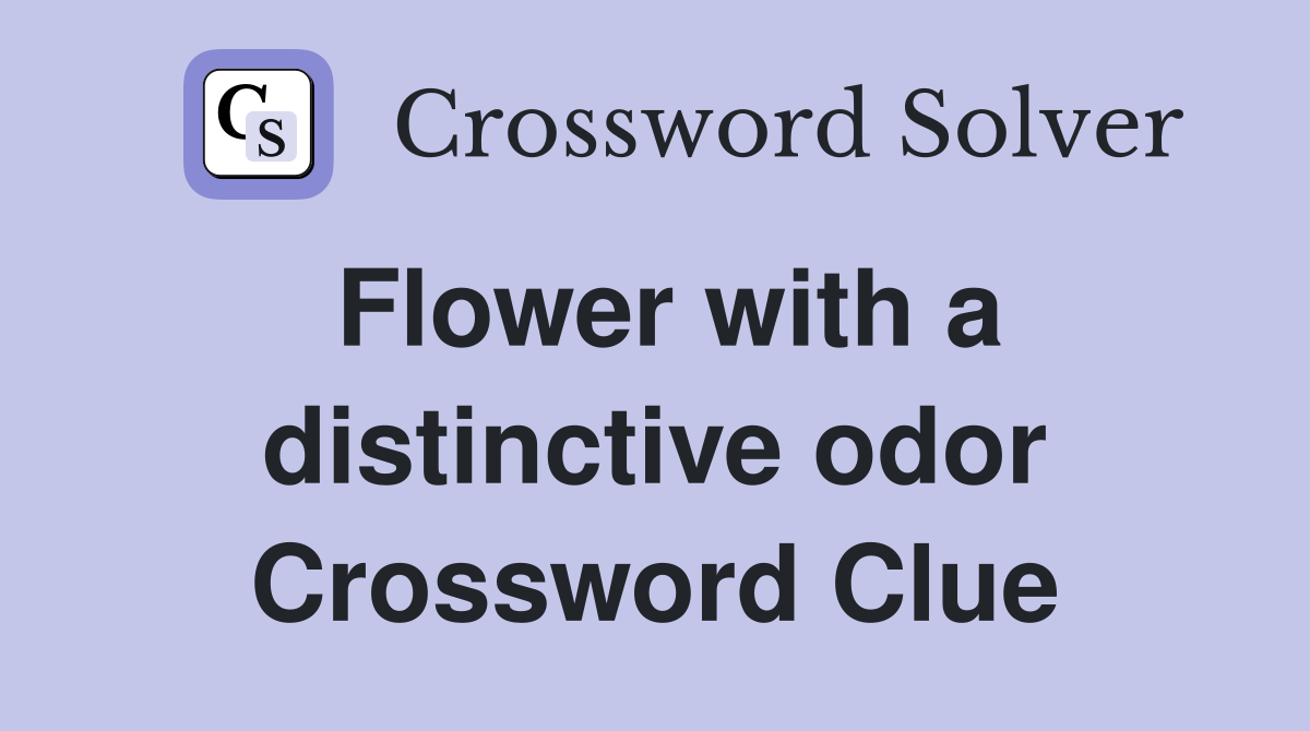 Flower with a distinctive odor Crossword Clue
