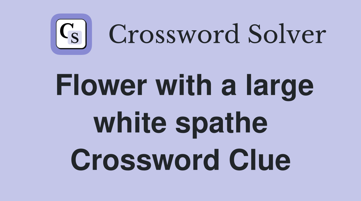 Flower with a large white spathe Crossword Clue
