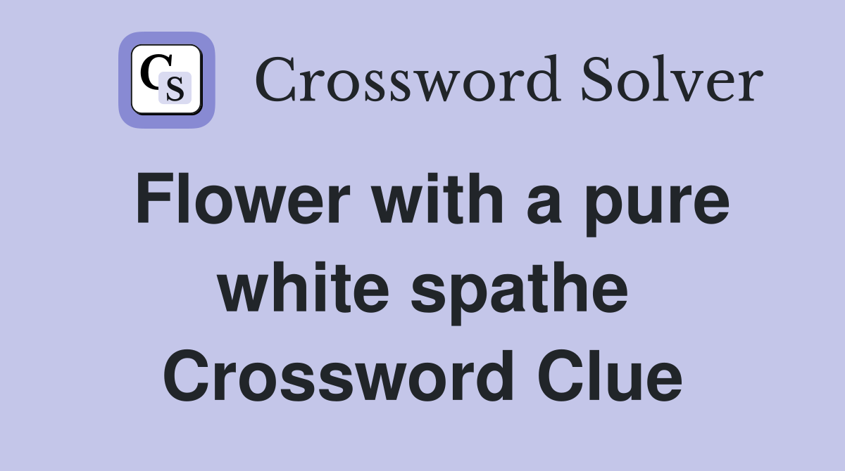 Flower with a pure white spathe Crossword Clue