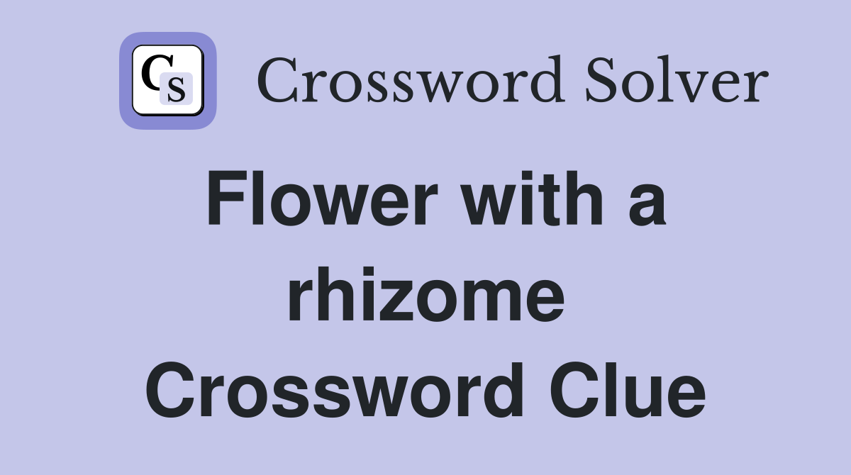 Flower with a rhizome Crossword Clue