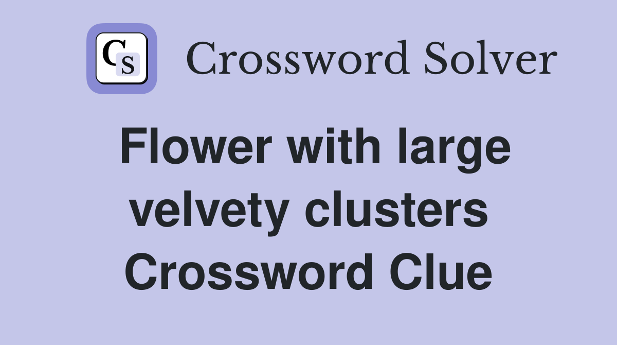 Flower with large velvety clusters Crossword Clue