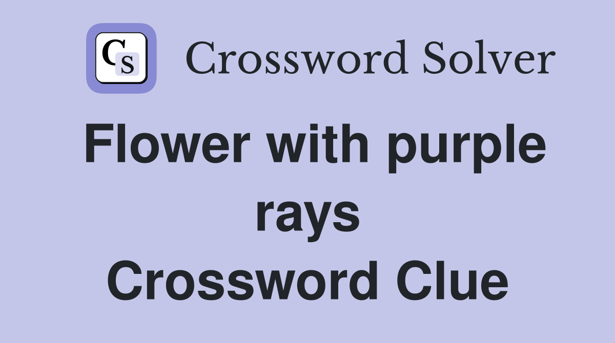 Flower with purple rays Crossword Clue