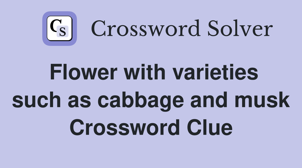 Flower with varieties such as cabbage and musk Crossword Clue