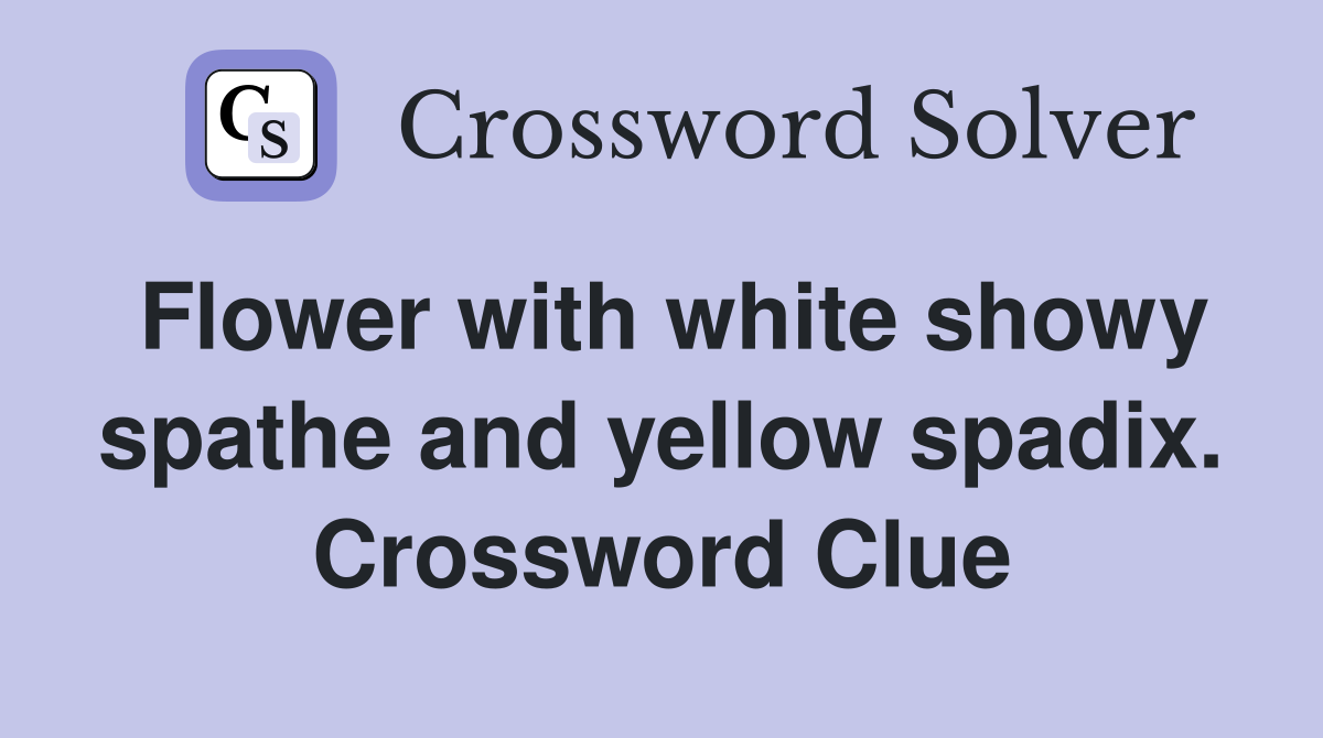 Flower with white showy spathe and yellow spadix. Crossword Clue