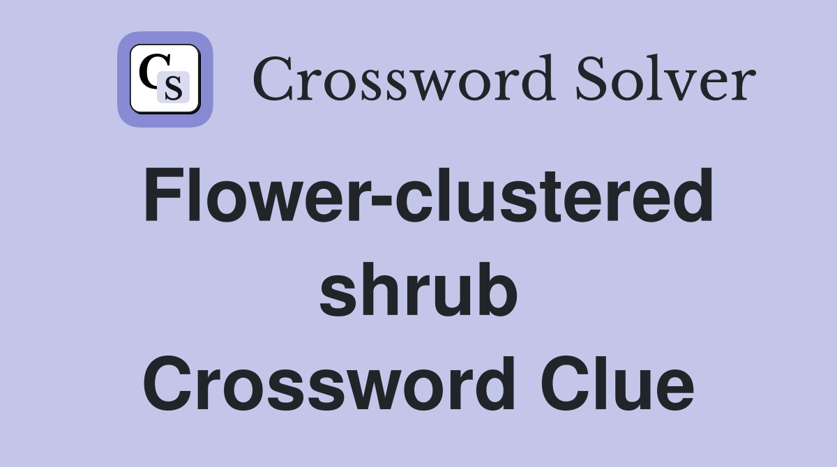 Flower-clustered shrub Crossword Clue