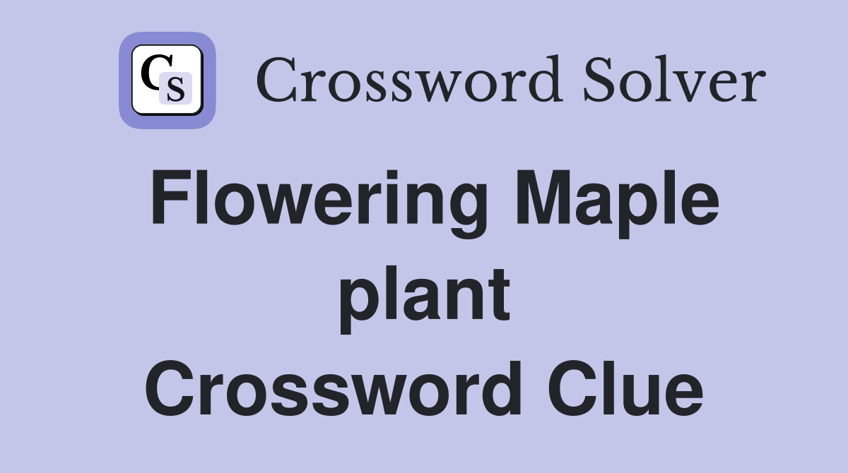 Flowering Maple plant Crossword Clue