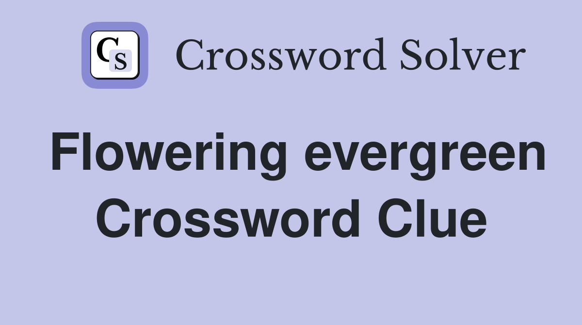 Flowering evergreen Crossword Clue