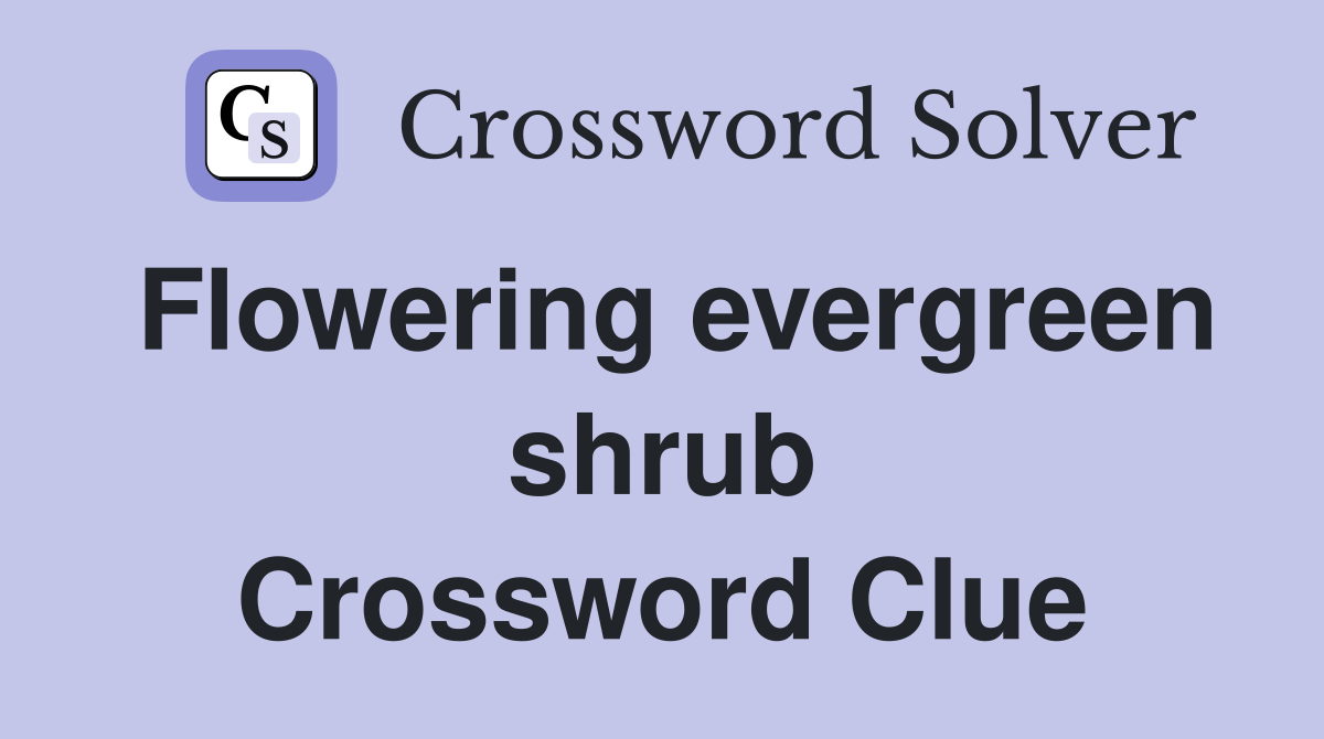 Flowering evergreen shrub Crossword Clue