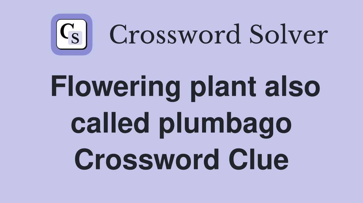 Flowering plant also called plumbago Crossword Clue
