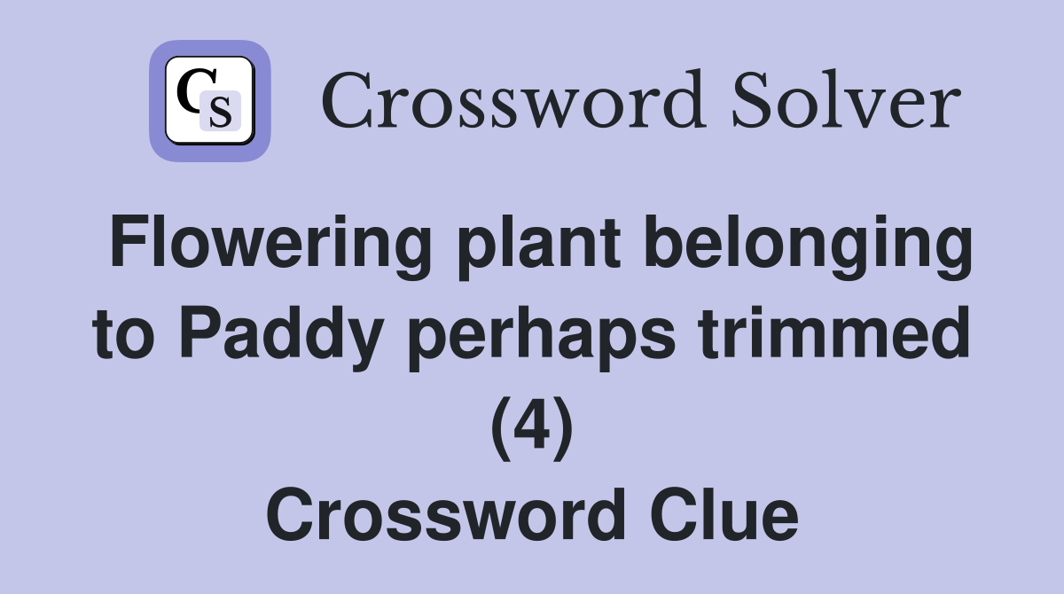 Flowering plant belonging to Paddy perhaps trimmed (4) Crossword Clue