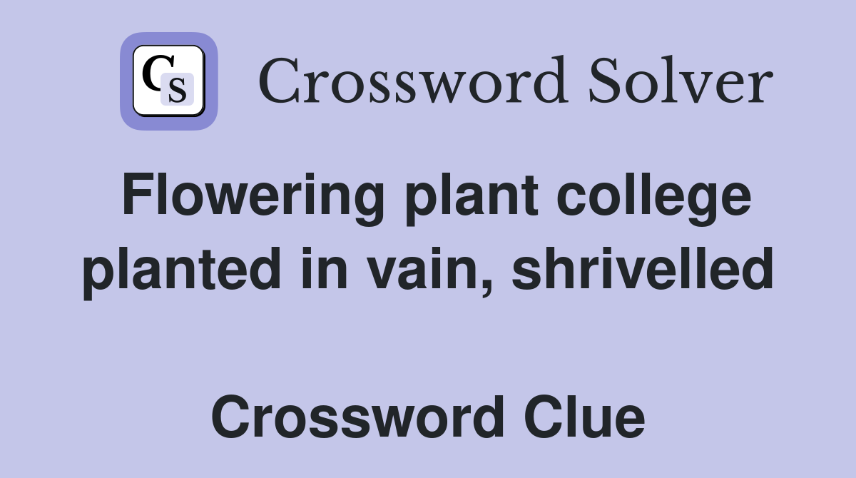 Flowering plant college planted in vain, shrivelled  Crossword Clue