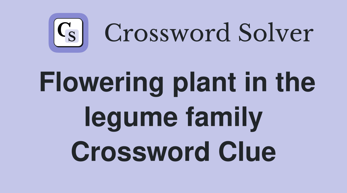 Flowering plant in the legume family Crossword Clue
