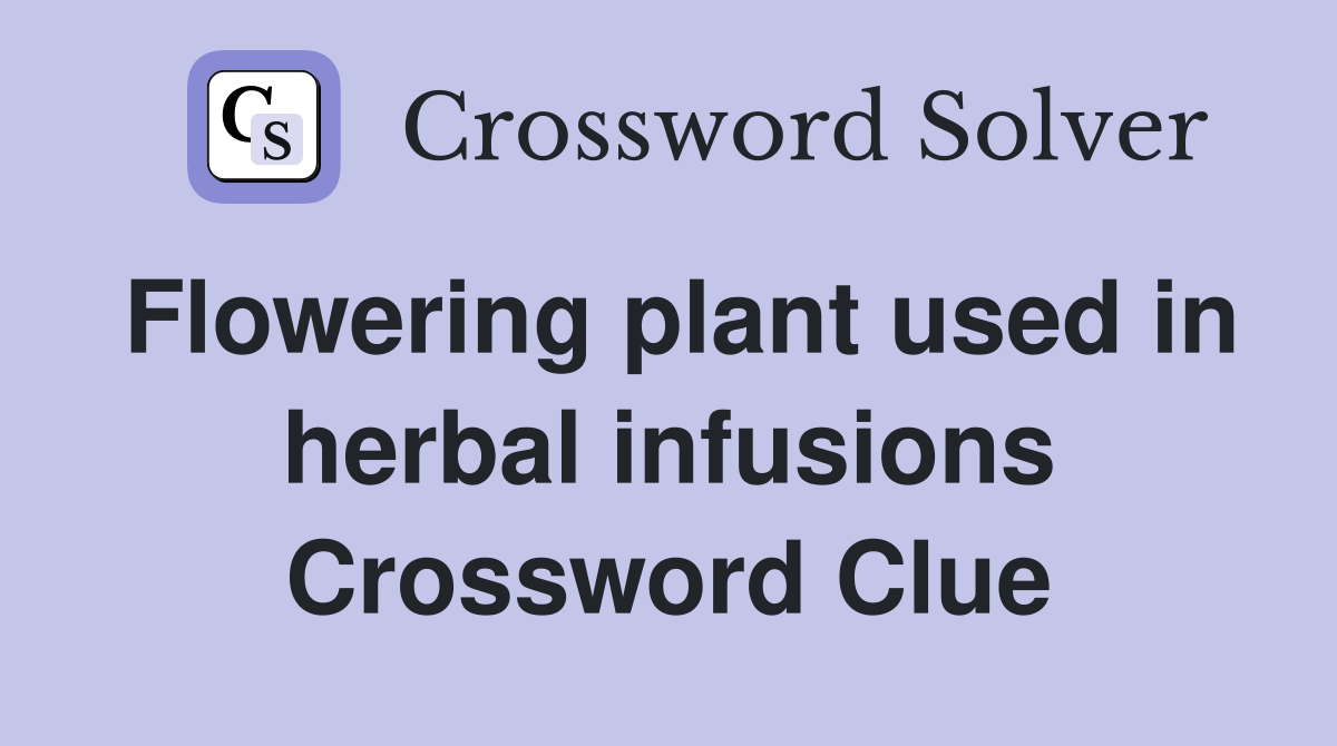 Flowering plant used in herbal infusions Crossword Clue
