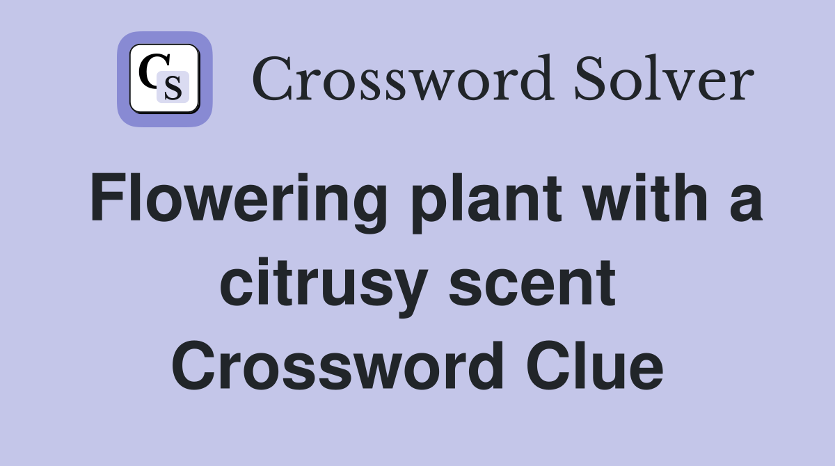 Flowering plant with a citrusy scent Crossword Clue