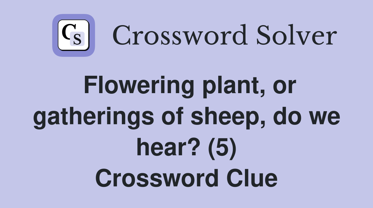 Flowering plant, or gatherings of sheep, do we hear? (5) Crossword Clue