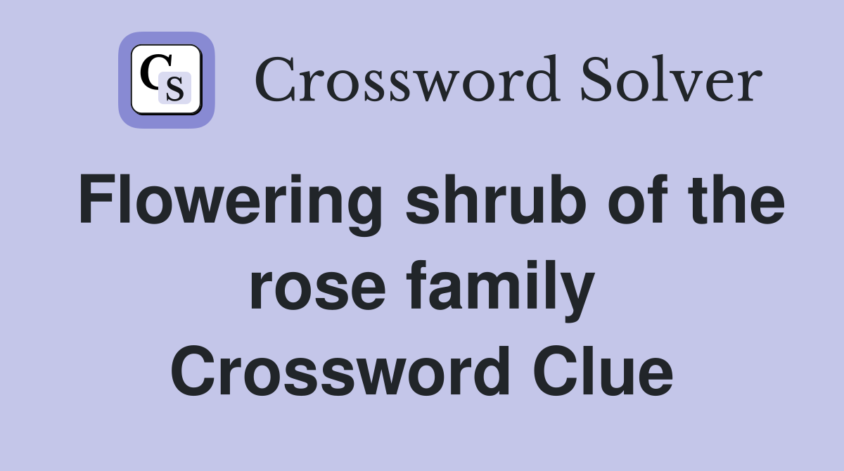 Flowering shrub of the rose family Crossword Clue