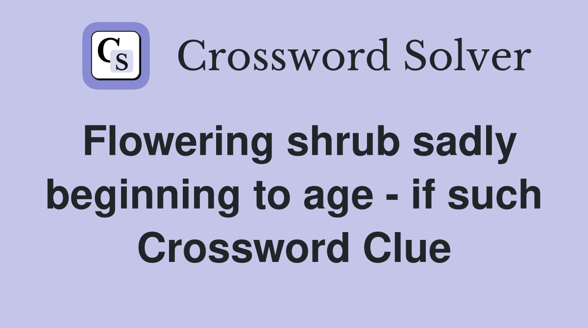 Flowering shrub sadly beginning to age - if such Crossword Clue