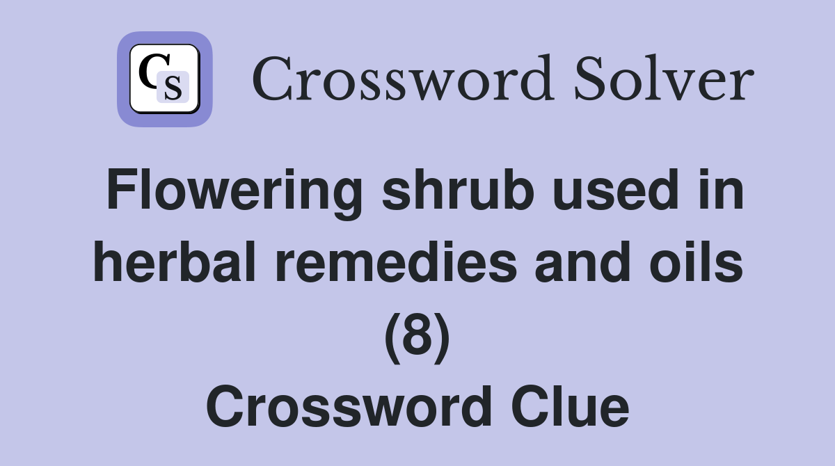 Flowering shrub used in herbal remedies and oils (8) Crossword Clue