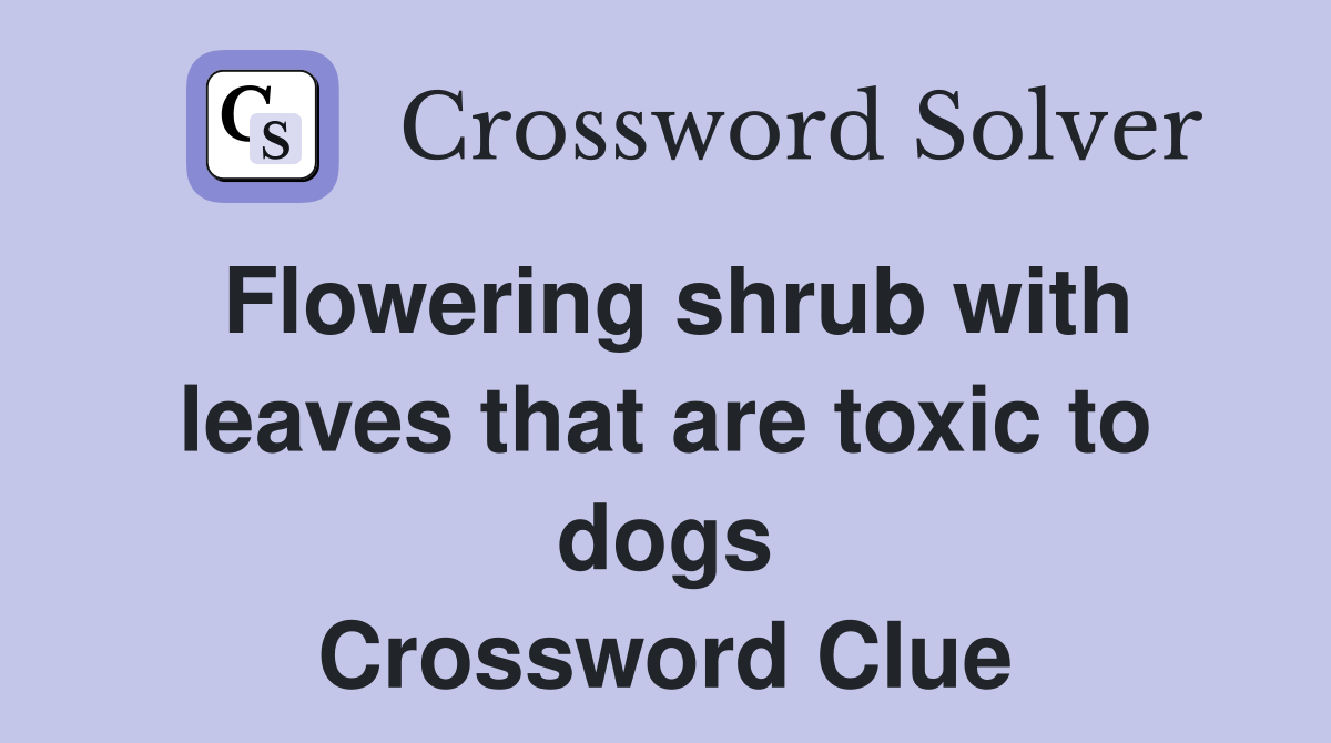Flowering shrub with leaves that are toxic to dogs Crossword Clue