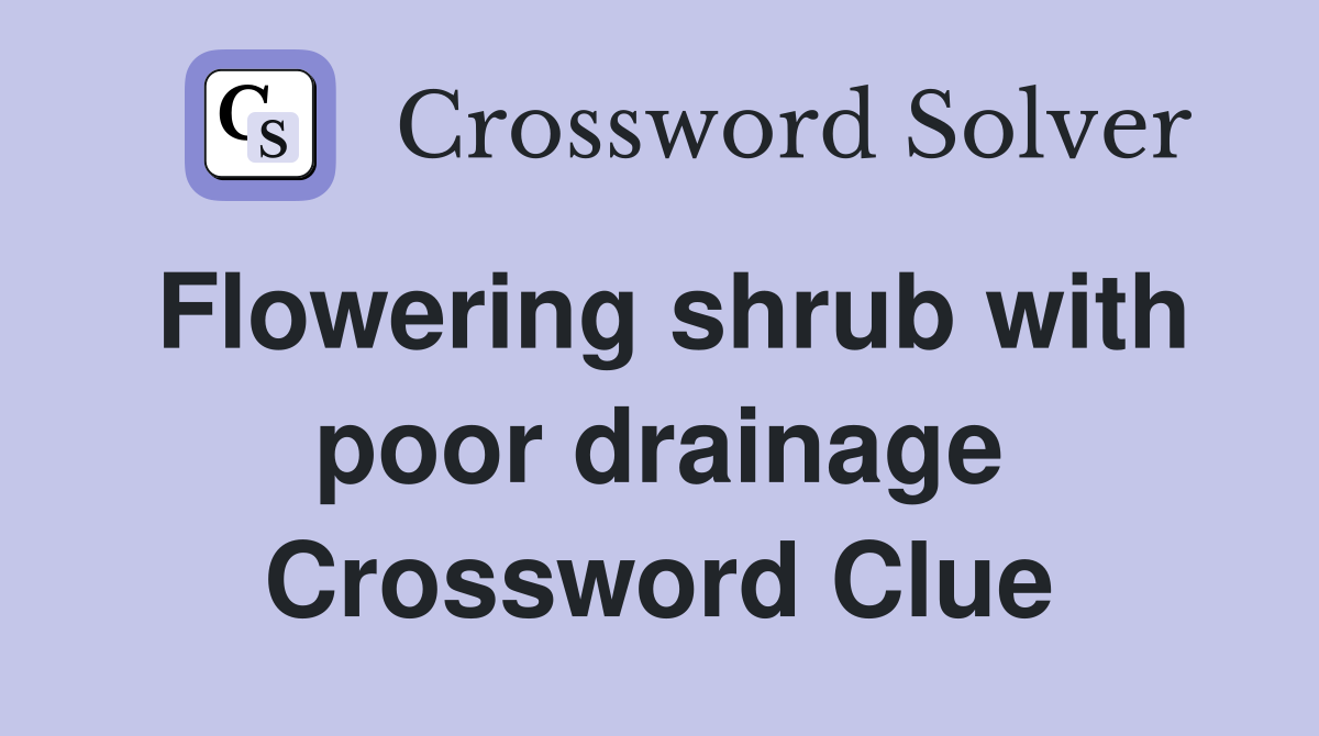 Flowering shrub with poor drainage Crossword Clue