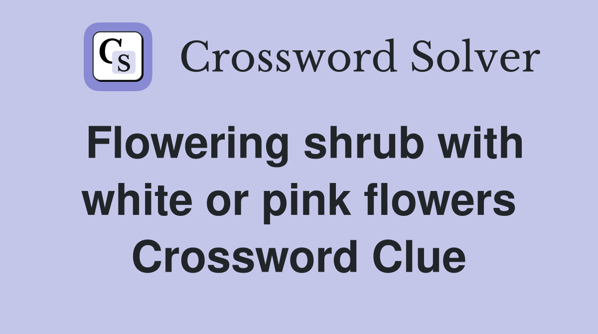 Flowering shrub with white or pink flowers Crossword Clue