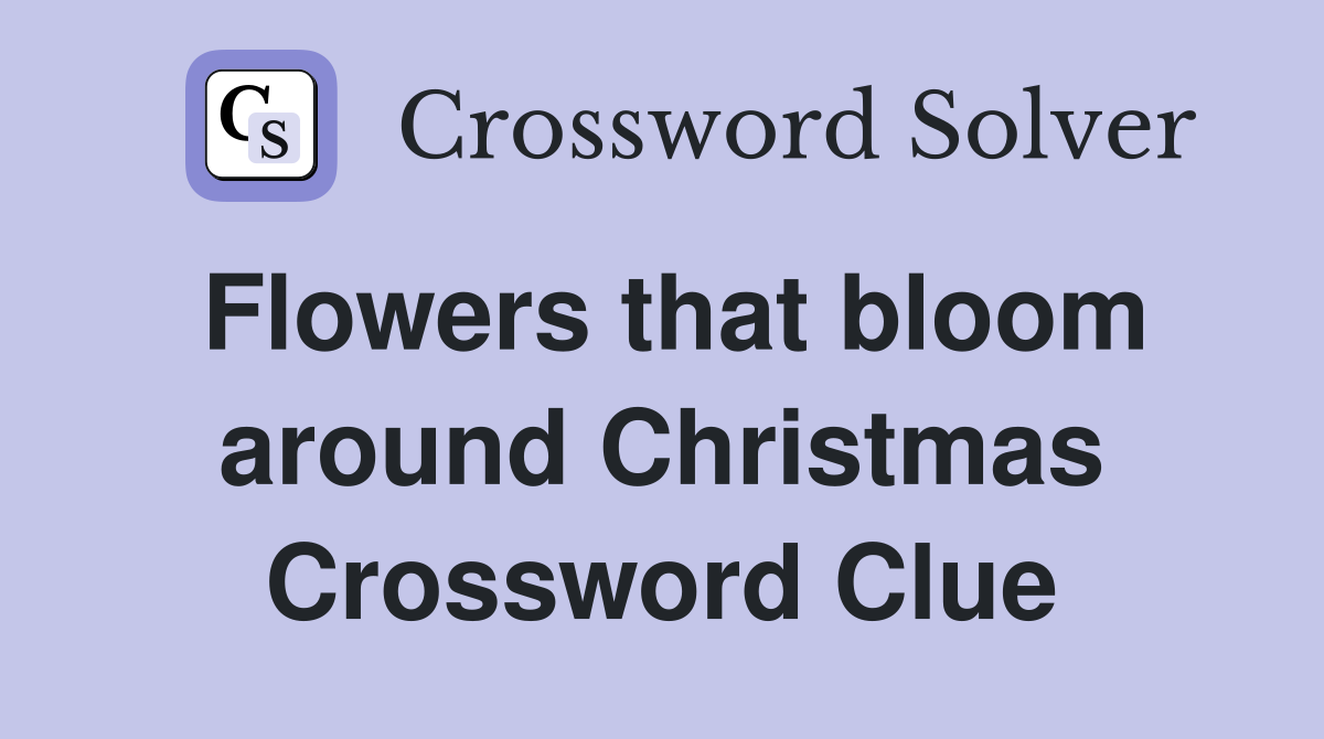 Flowers that bloom around Christmas Crossword Clue