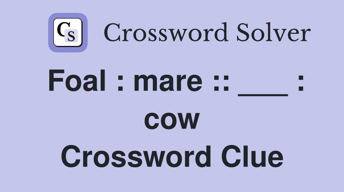 Foal : mare :: ___ : cow Crossword Clue