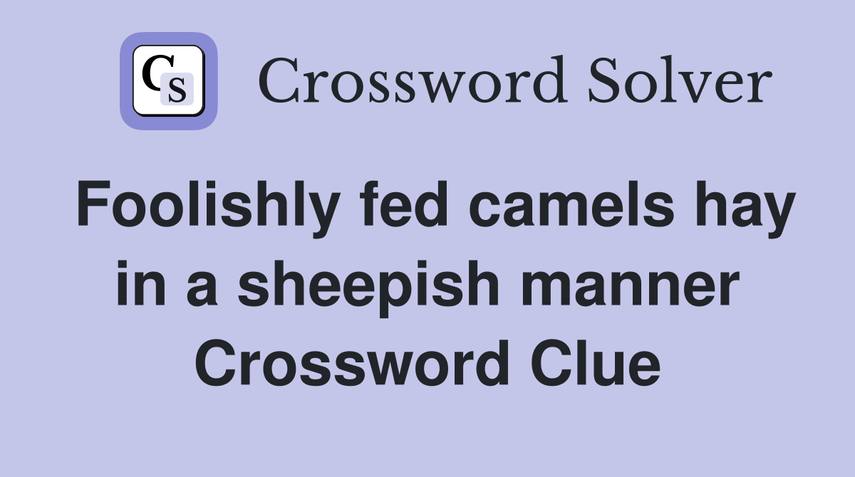 Foolishly fed camels hay in a sheepish manner Crossword Clue