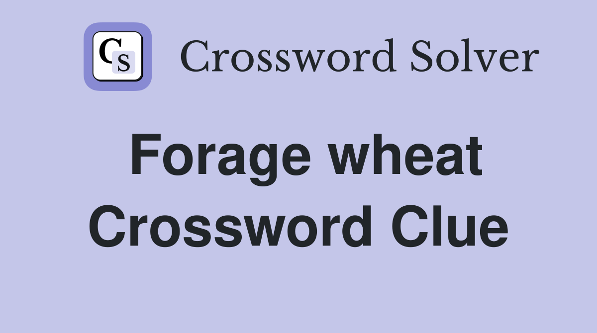 Forage wheat Crossword Clue