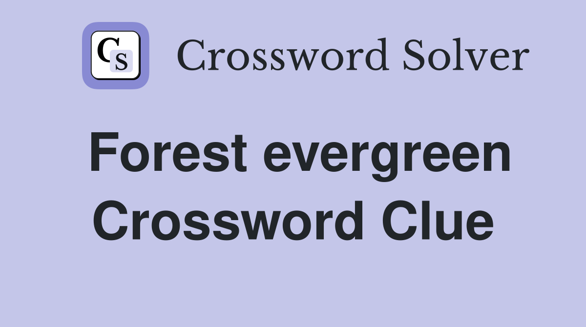Forest evergreen Crossword Clue