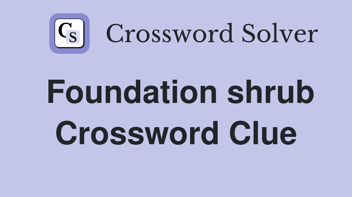 Foundation shrub Crossword Clue