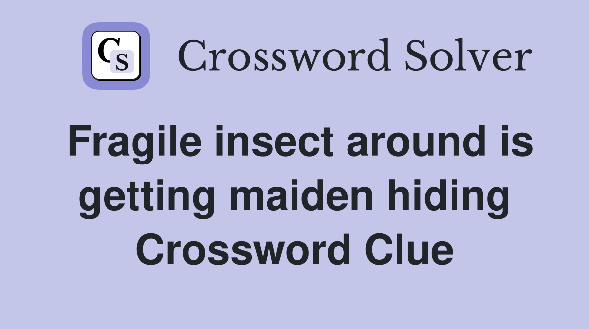 Fragile insect around is getting maiden hiding Crossword Clue