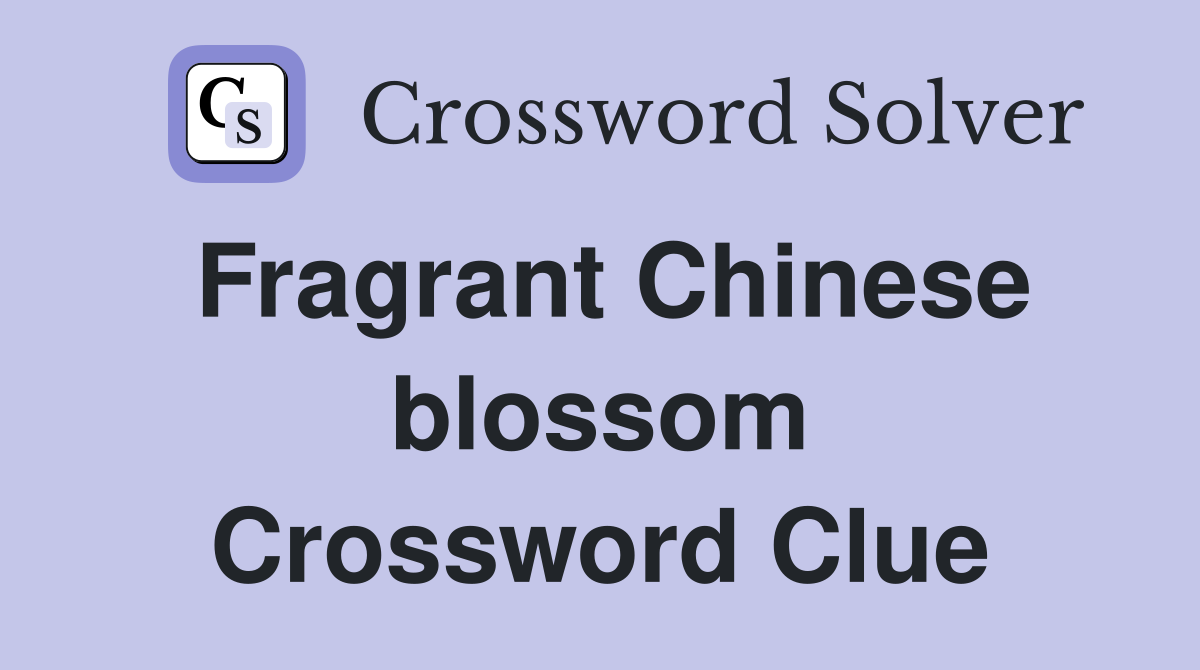 Fragrant Chinese blossom Crossword Clue