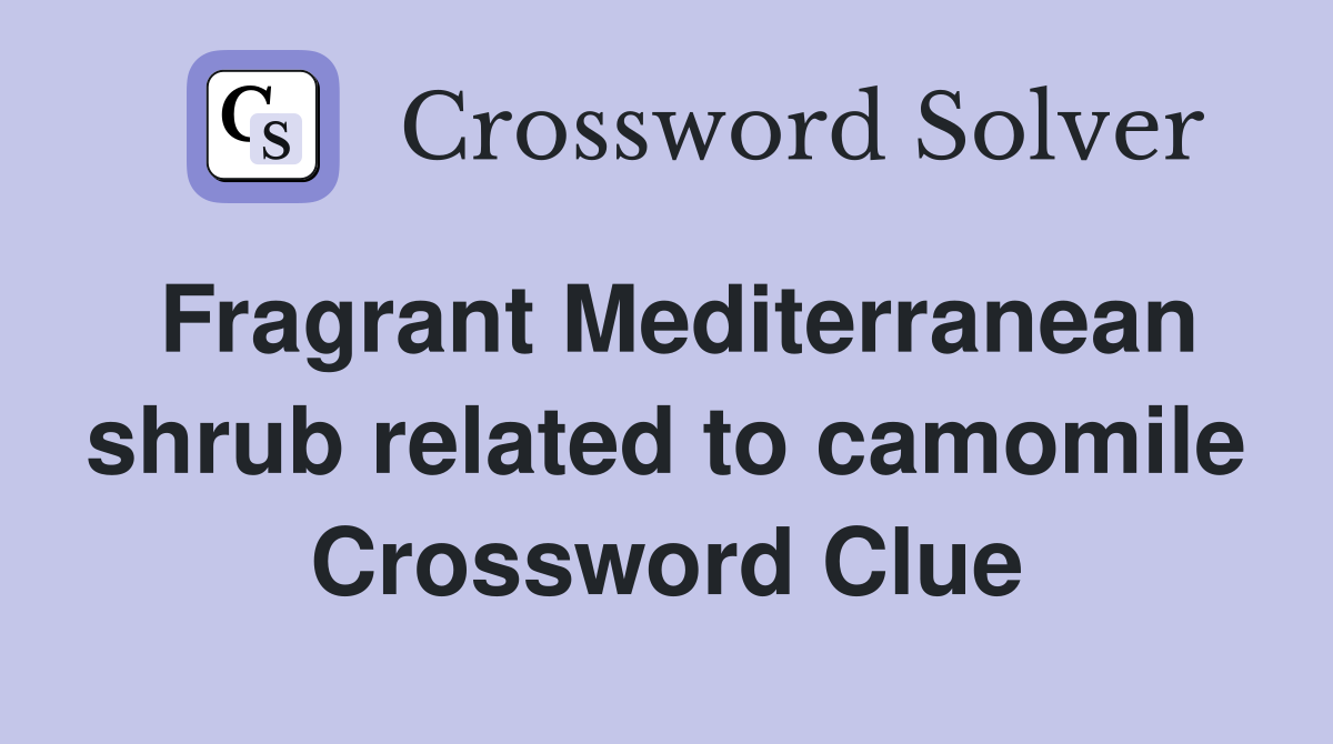 Fragrant Mediterranean shrub related to camomile Crossword Clue
