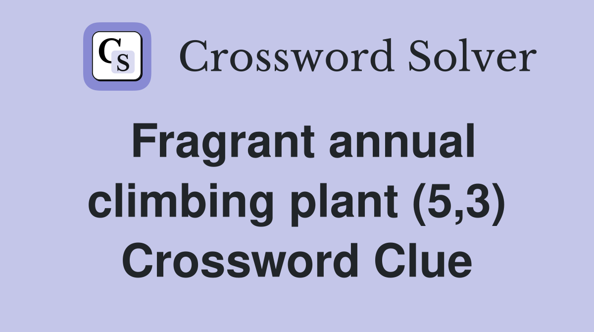 Fragrant annual climbing plant (5,3) Crossword Clue