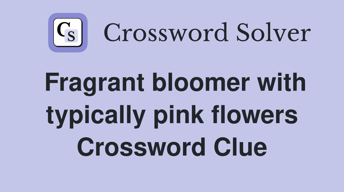 Fragrant bloomer with typically pink flowers Crossword Clue